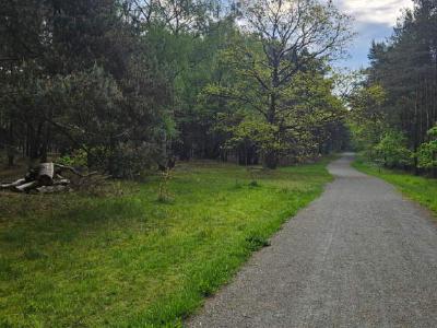 The track we left for the night in the 'boutique wood' An unpaved track through pine woods