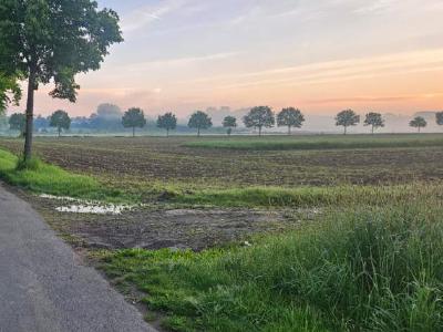 A misty morning view from day eight's pitch Misty sunrise over flat fields seen from a tree‑lined country lane.