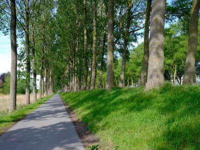 One of long straight tree lined cycle paths we rode along in Belgium Long straight tree‑lined cycle path beside flat farmland.