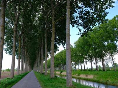 Another long straight tree lined cycle path. I think this one is in the Netherlands Paved cycle path running between tall rows of trees and a drainage ditch.