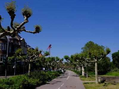 Another tree lined cycle path. These trees looked a bit unusual. Row of oddly pruned roadside trees lining a cycle path in sunshine.