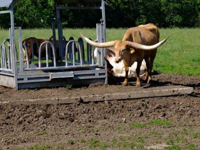 Texas Long Horn cattle seen somewhere between Dusseldorf, Germany and Venlo in the Netherlands. Texas Longhorn cattle resting and feeding at a metal hay rack in a field.