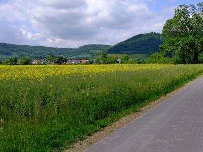 The scene reminded me of 'Heidi'. Not sure why since she lived in the Swiss Alps. Gently rolling grassy meadow edged by scattered trees and woodland.