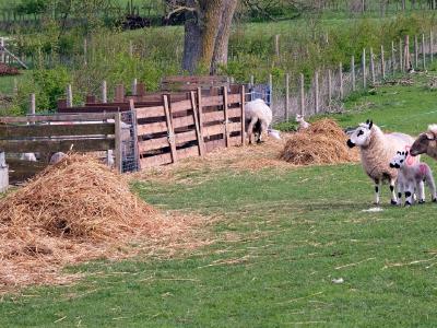 Ewes and lambs with red number markings standing by hay piles in a farm pen.