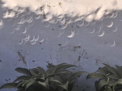 Crescent-shaped shadow projections from a partial solar eclipse scattered across a weathered blue-grey garden wall, framed by green foliage in the foreground, demonstrating natural pinhole projection through gaps in tree leaves.
